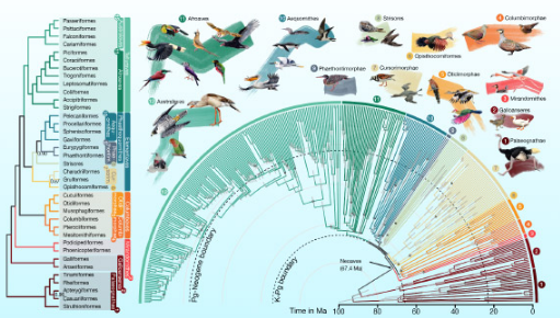 科学家创建迄今为止最大 最详细的鸟类家谱