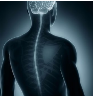 科学家发现脊髓惊人的记忆能力
