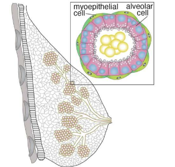 科学家揭示了增加哺乳期母亲泌乳量的新途径