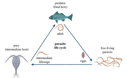 新研究揭示了寄生虫如何塑造复杂的食物网
