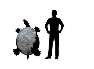 哥伦比亚安第斯山脉发现古代巨龟化石