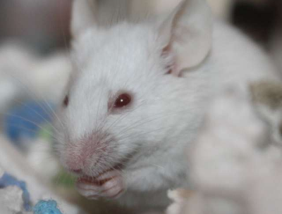 科学家用大鼠细胞再生小鼠神经通路