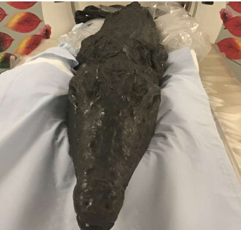 古埃及发现鳄鱼的最后一顿致命晚餐