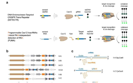 CRISPR 工具箱的新成员：教基因剪刀检测 RNA