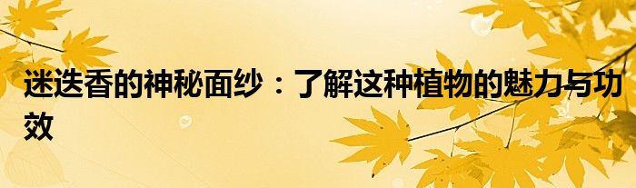 迷迭香的神秘面纱：了解这种植物的魅力与功效