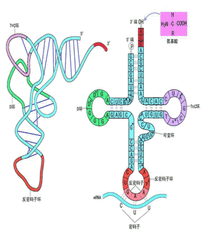 RNA钥匙 可释放先天免疫力