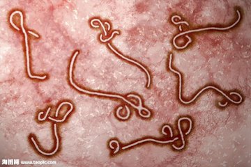 研究人员获得了最清晰的埃博拉病毒蛋白图像