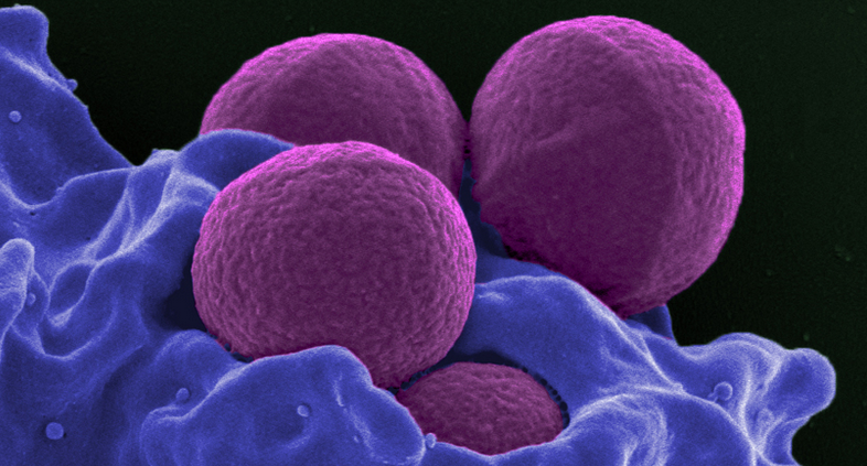 携带CRISPR基因编辑器进入葡萄球菌可以杀死病原体