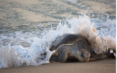 海龟多样性受到洋流的阻碍