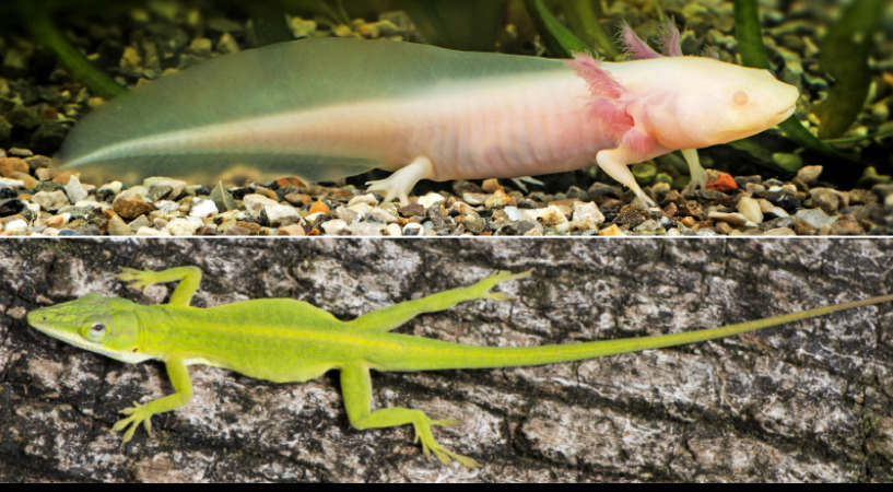 蝾螈再生如何接近完成尾巴但蜥蜴不能