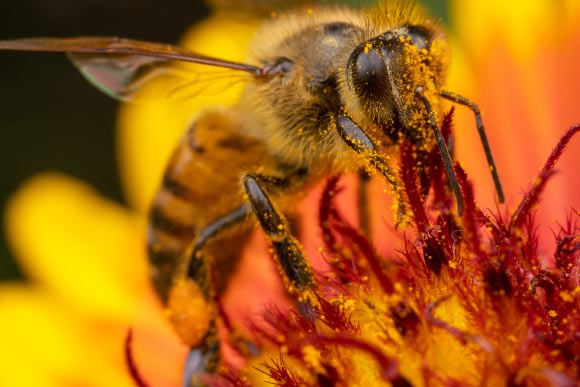 一只蜜蜂。 图片来源：Alex Wild /德克萨斯大学奥斯汀分校。