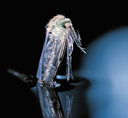 微塑料残留在在蚊子的肚子里