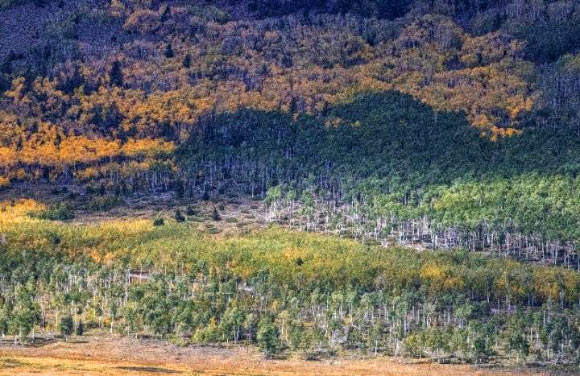从远处（绿色前景和中间 - 不是黄色）的Pando白杨木克隆。 图片来源：Lance Oditt，工作室北纬47.60°。