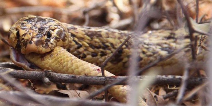 一条名叫汉尼拔的蛇是如何发现眼镜蛇吃人的呢