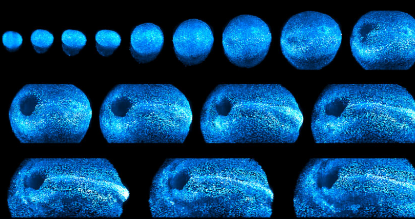 看到这些眼花缭乱的图像越来越多的老鼠胚胎