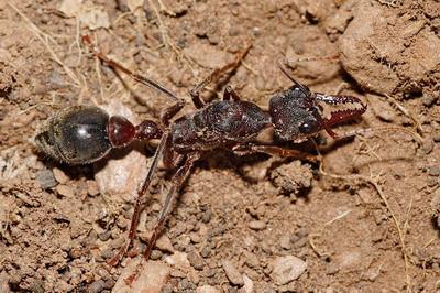 澳大利亚蚂蚁准备昆虫世界末日