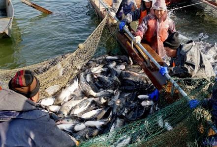 对捕捞的限制可以为渔民和海洋野生动物带来双赢