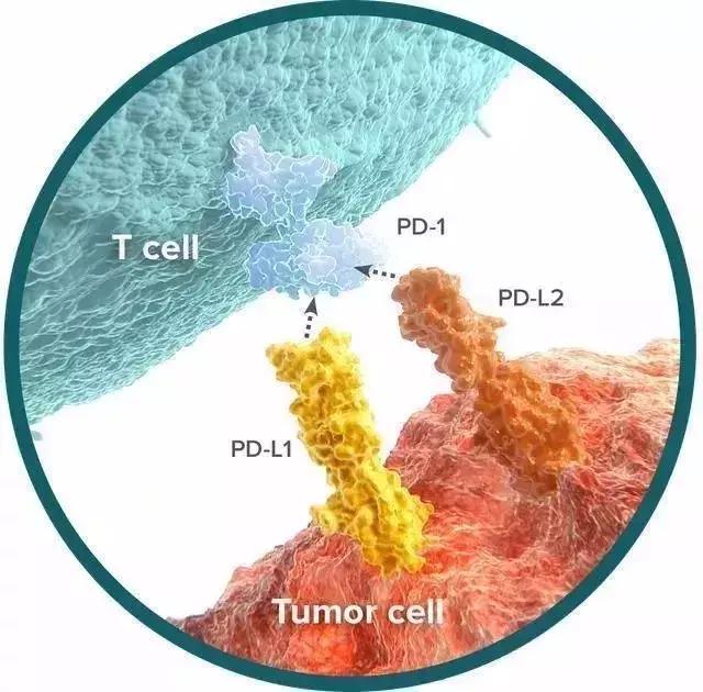 两位免疫学家荣获2018年诺贝尔医学奖，晚期癌症治疗进入新纪元