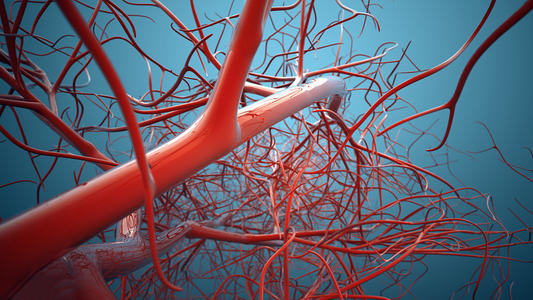 功能性毛细血管的植入组织的关键步骤