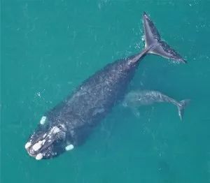 南方的右鲸妈妈和小牛可能会低声躲避逆戟鲸
