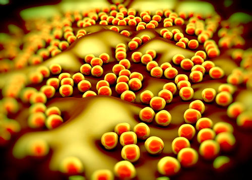 金黄色葡萄球菌会像吸血鬼一样喝我们的血液