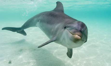 宽吻海豚通过共同利益形成友谊