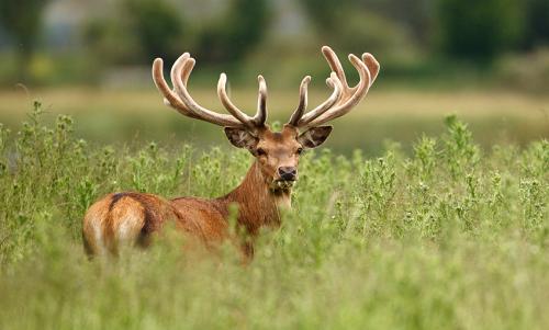 明尼苏达州最大的鹿狩猎组织针对鹿养殖场的慢性消耗疾病政策