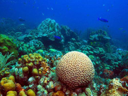 当珊瑚礁发生变化时 研究人员和当地社区可能并不一致