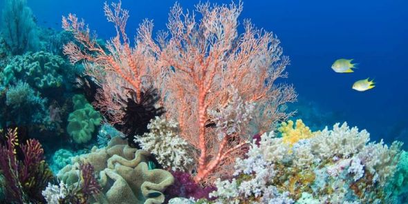珊瑚礁公园仅保护40％的鱼类生物量潜力