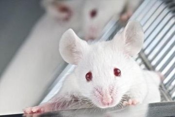 一个自私的基因使老鼠成为移民