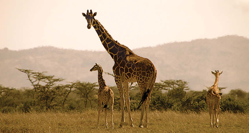 长颈鹿的斑点遗传自妈妈