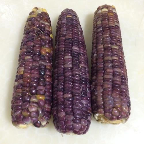 紫玉米品种提供天然染料在小鼠中显示抗糖尿病作用