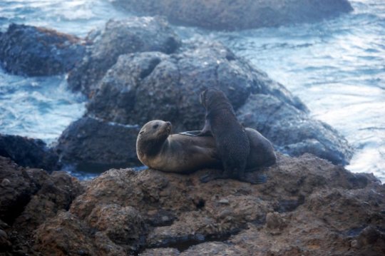 变暖的海洋导致更多的海豹感染钩虫死亡