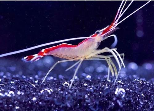 减少寄生虫和清理养殖鱼类化学品使用的清洁虾