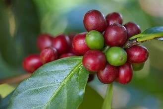 灭绝威胁如何影响咖啡种植