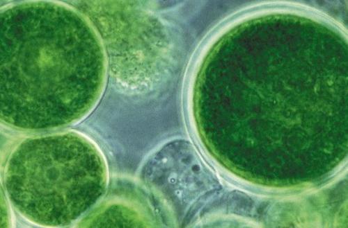 研究人员使用藻类制造燃料
