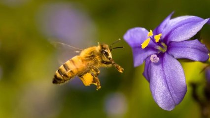 受含有寨卡病毒杀虫剂危害的蜜蜂