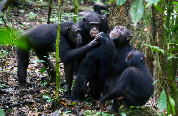 黑猩猩与朋友分享美食。 图片来源：Liran Samuni，Tai Chimpanzee Project。