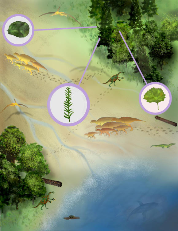 大型被子植物树在北美地区比思想早了1500万年