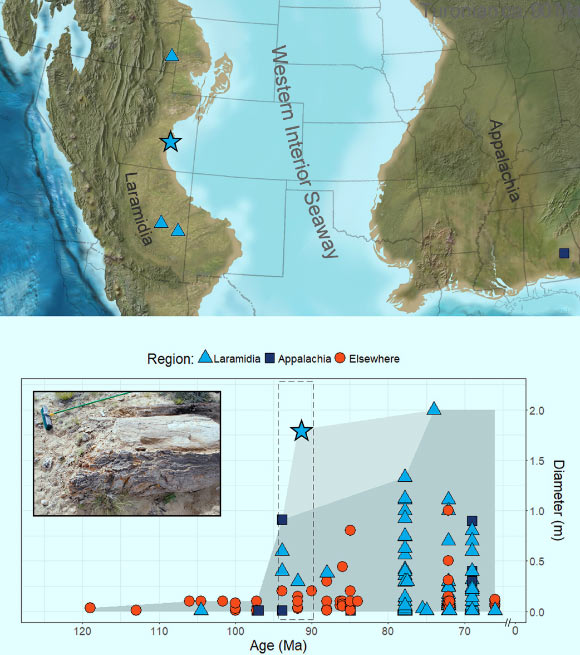 北美西部Turonian地区的地图，直径超过3.9英寸（10厘米）的被子植物木材和堆积区曲线显示了这一发现（由星号表示）对白垩纪被子植物森林的全球记录的贡献。 年龄是中点估计值。 灰色区域表示通过白垩纪观察到的最大被子植物直径。 虚线框表示上面地图中显示的Turonian事件。 插图显示了野外新的被子植物日志。 在晚白垩世的大部分时间里，西部内陆航道将北美分为东部的阿巴拉契亚山脉和西部的Laramidia。 图片来源：Jud等，doi：10.1126 / sciadv.aar8568。