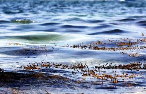 科学家们发现了世界上最大的海藻绽放