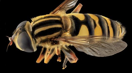 大蜜蜂在温度较高的温度下比小蜜蜂飞得更好