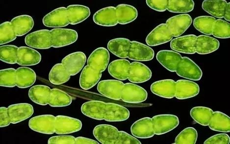 新的研究可以帮助设计生产燃料和清洁化学品的藻类