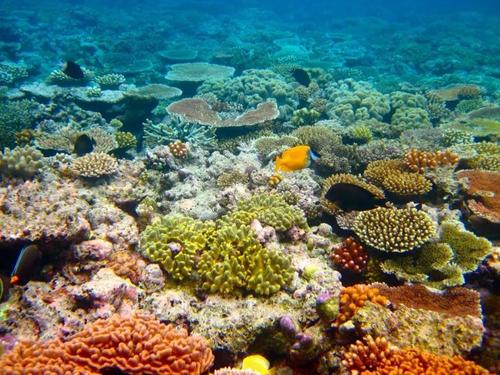 三十年的独特数据揭示了真正杀死珊瑚礁的原因