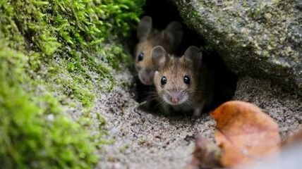 泻药导致小鼠微生物群的长期变化