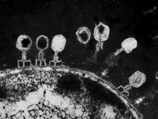 当病毒聚集在细菌上时 可以克服CRISPR