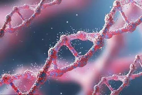 CRISPR用于纠正人类胚胎中的致病基因突变