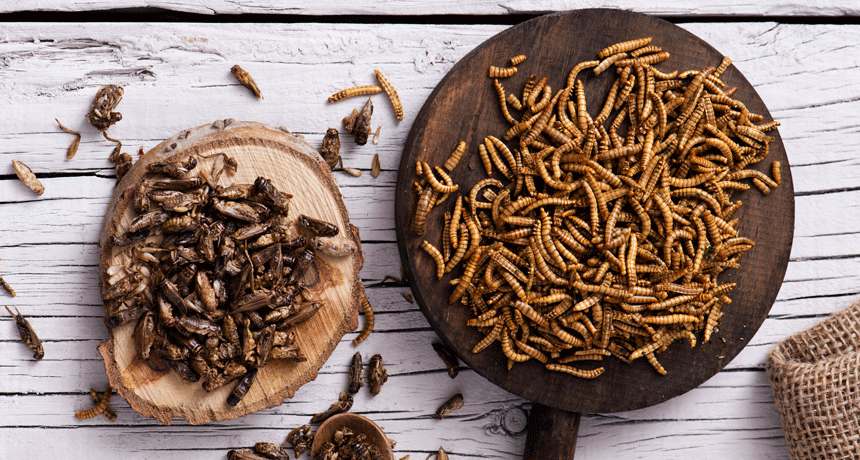 新数据显示 吃昆虫可以改善你的健康