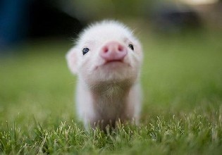 小猪可能会解锁人类体外受精的钥匙