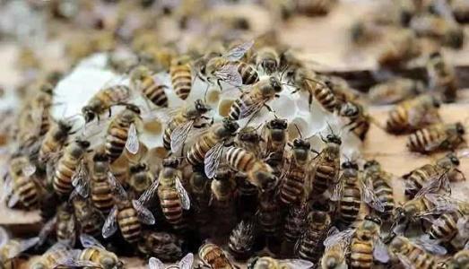 城市化对野生蜜蜂的影响被低估了